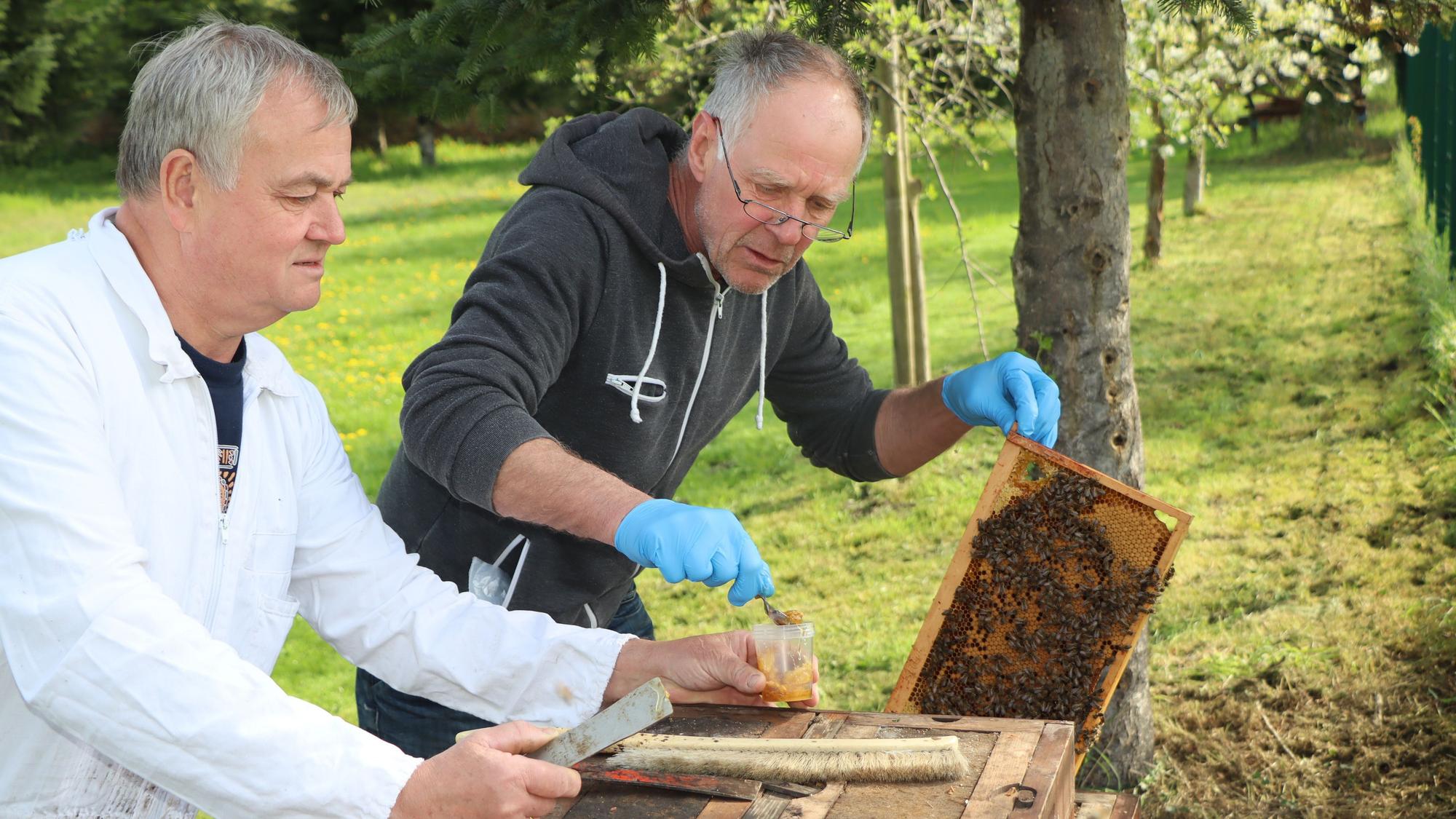 Das Foto zeigt Hobbyimker Dr. Gero Meyer (l.) und den unabhängigen Sachverständigen Holger Hermes. Sie entnehmen eine Probe aus dem Futterkranz.