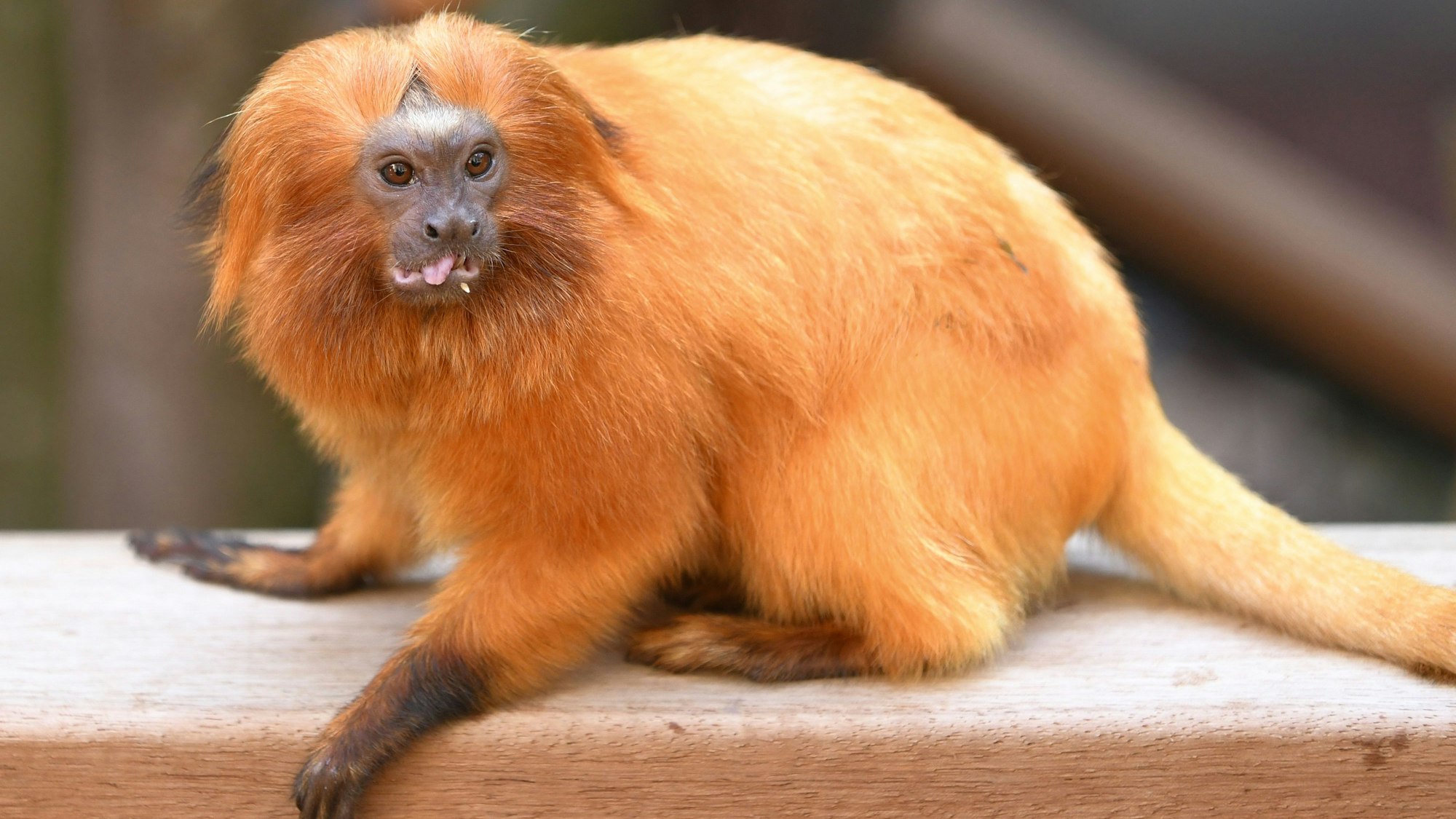 Der Kölner Zoo betreibt ein Artenschutzprogramm und hilft dabei, Tiere wieder auszuwildern
Goldgelbes Löwenäffchen