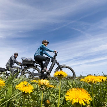 Radfahrer fahren durch Wiesen mit gelbem Löwenzahn