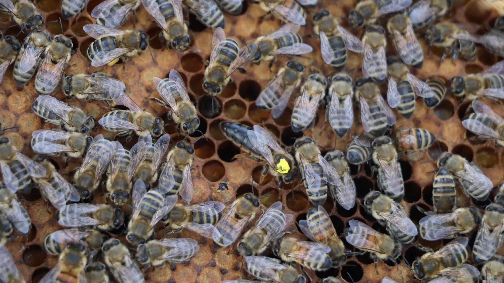 Auf dem Foto ist ein Bienenvolk zu sehen. Deutlich ist die Bienenkönigin mit dem gelben Punkt zu erkennen.