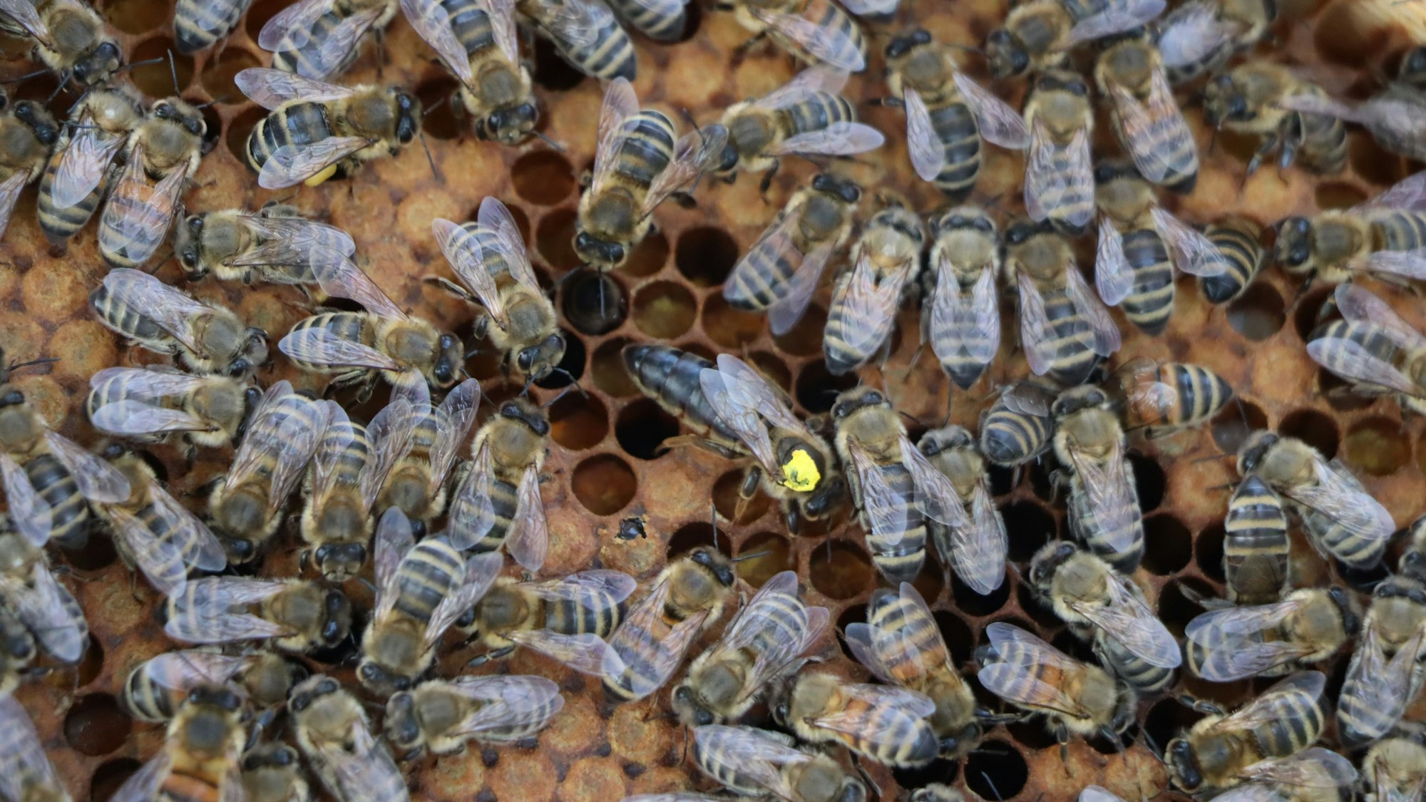 Auf dem Foto ist ein Bienenvolk zu sehen. Deutlich ist die Bienenkönigin mit dem gelben Punkt zu erkennen.