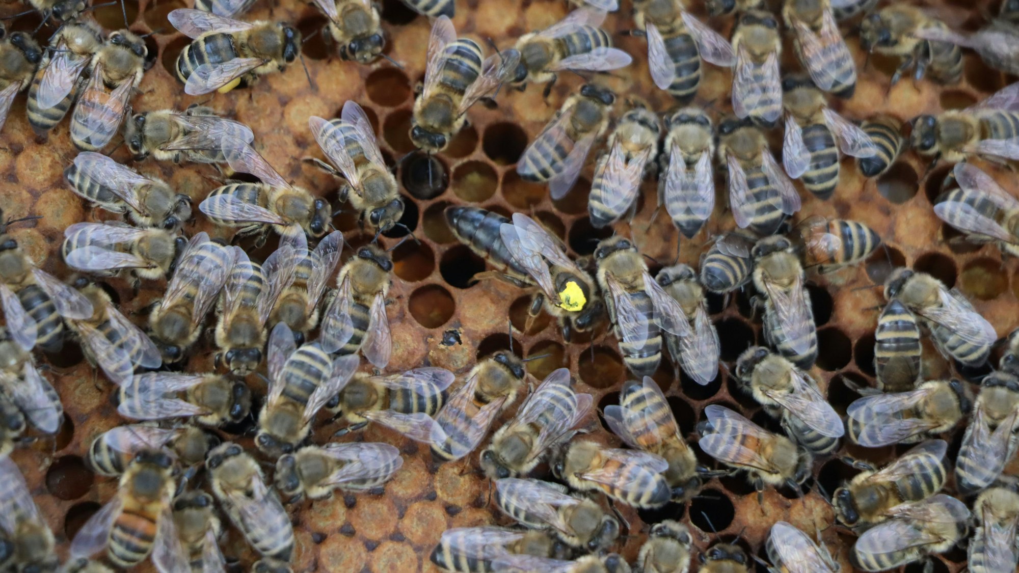 Auf dem Foto ist ein Bienenvolk zu sehen. Deutlich ist die Bienenkönigin mit dem gelben Punkt zu erkennen.