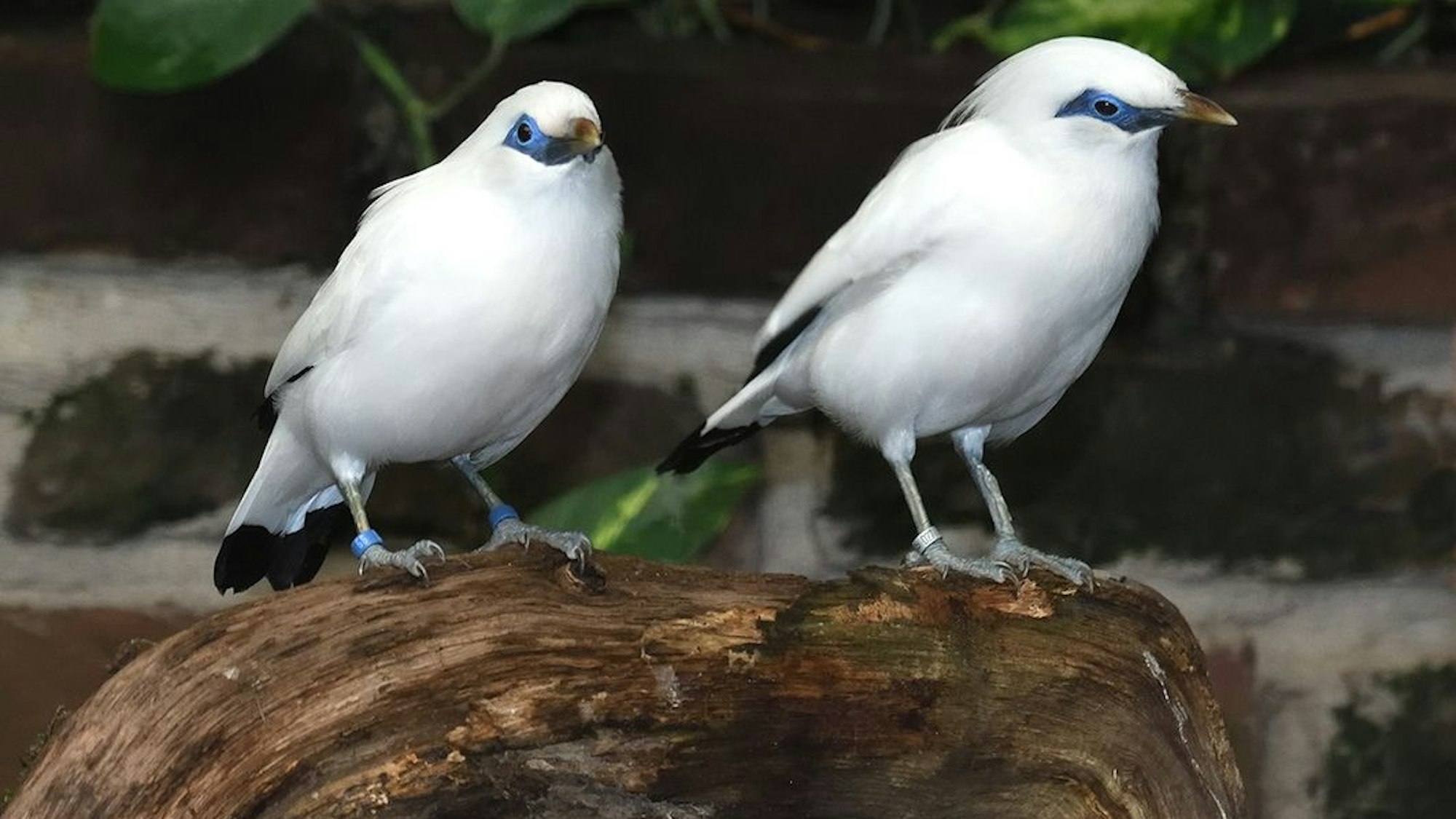 Der Kölner Zoo betreibt ein Artenschutzprogramm und hilft dabei, Tiere wieder auszuwildern
Balistar