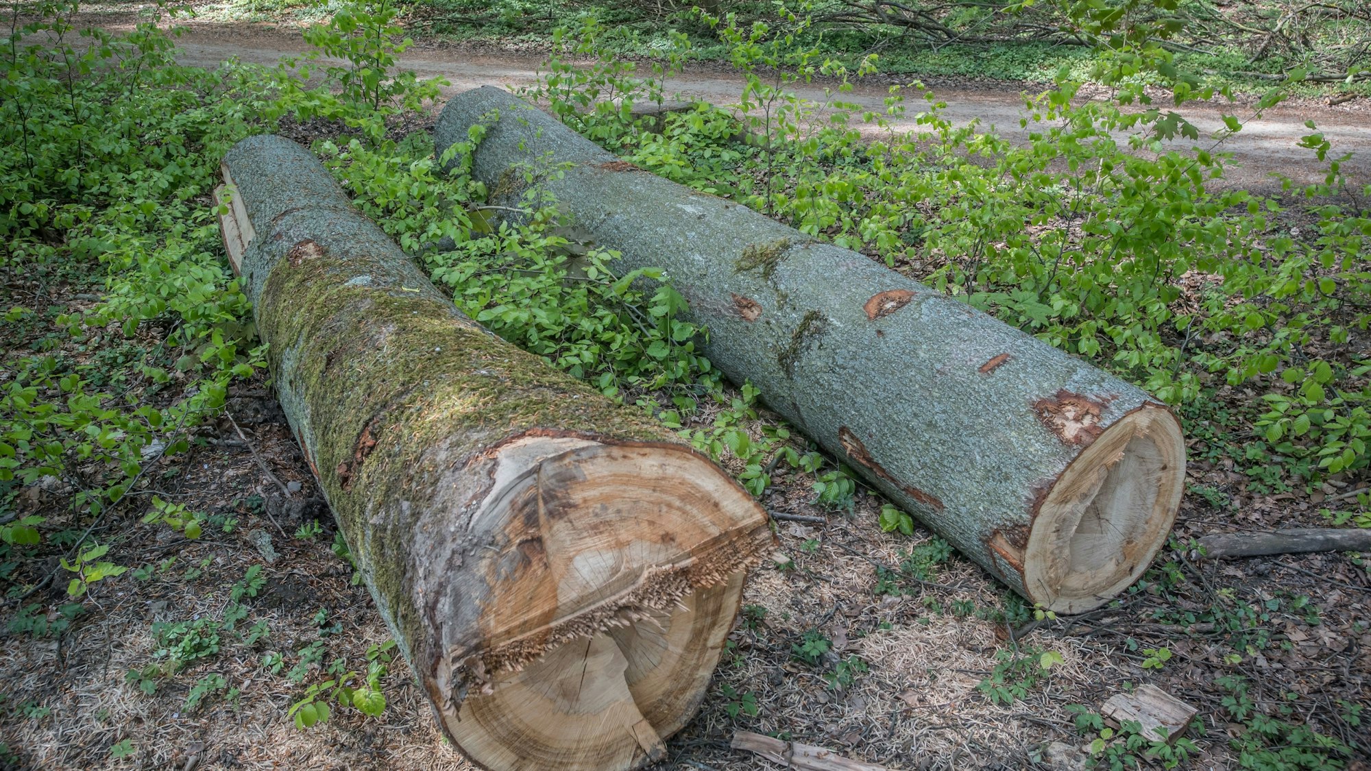 Im wald an der Wupper in Opladen am Waldhaus Römer Foto: Ralf Krieger