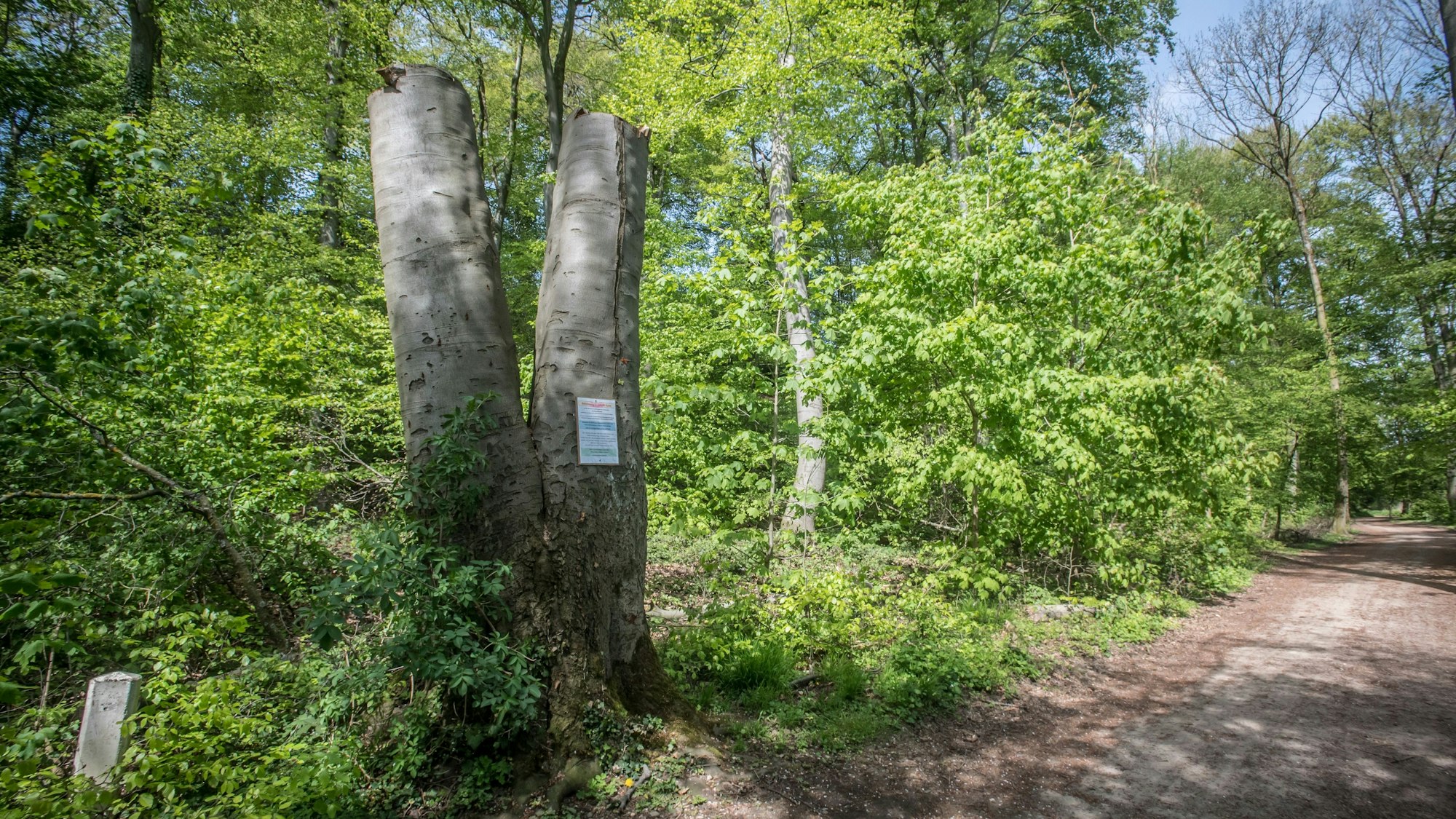 Im Wald an der Wupper in Opladen am Waldhaus Römer