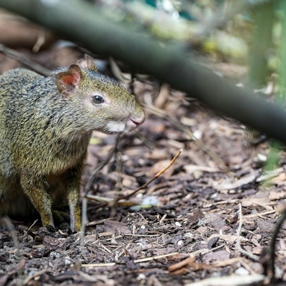 Das Nagetier sitzt auf dem Boden