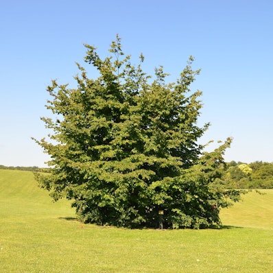 Eisenholzbaum aus dem Buch „Thematische Touren durch Köln“ von Bernd Imgrund.