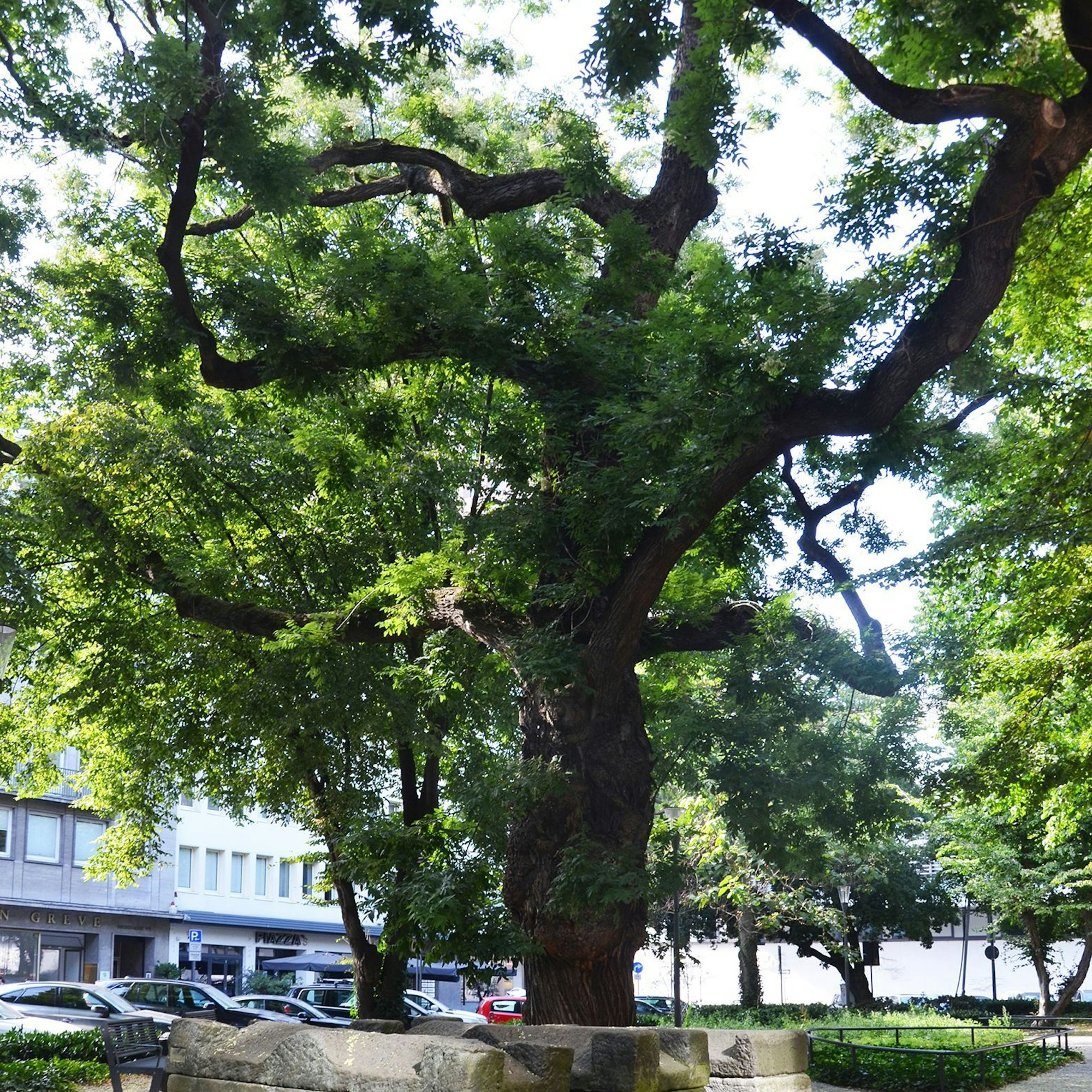 Baumhasel am Kolpingplatz