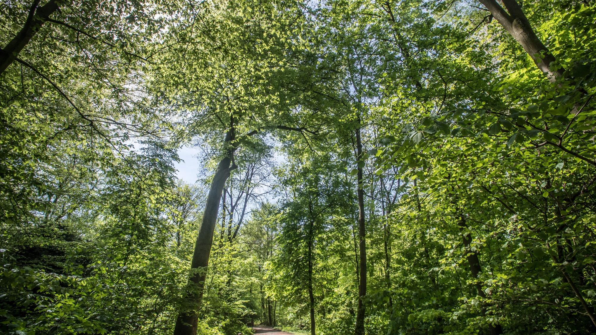Wupperaue, Wald, Waldweg. Foto: Ralf Krieger