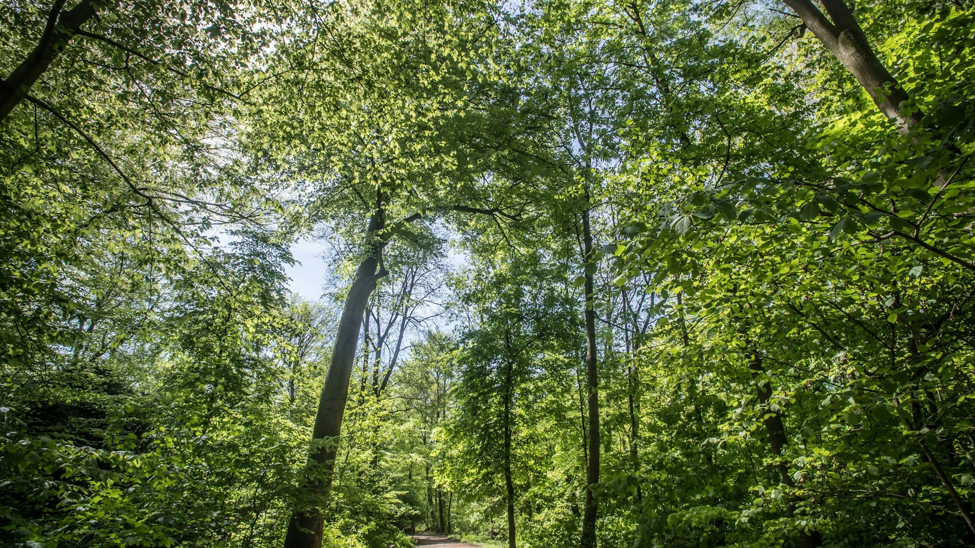 Wupperaue, Wald, Waldweg. Foto: Ralf Krieger