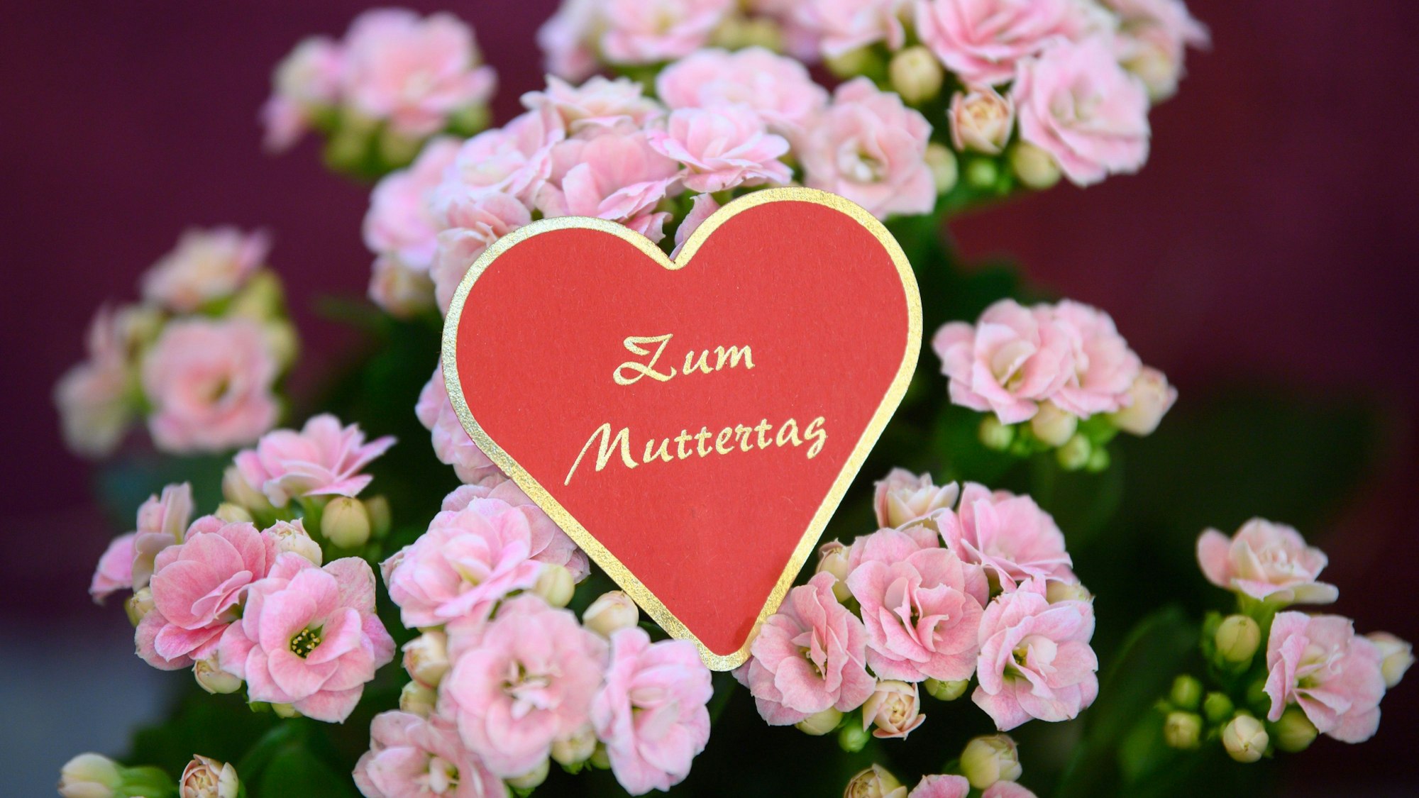 Ein Herz mit der Aufschrift «Zum Muttertag» steckt in einem Blumengeschäft in einem Topf mit der Pflanze Flammendes Käthchen. Zusammen fast eine Milliarde Euro geben Verbraucherinnen und Verbraucher in Deutschland in diesem Jahr voraussichtlich für Muttertagsgeschenke aus.