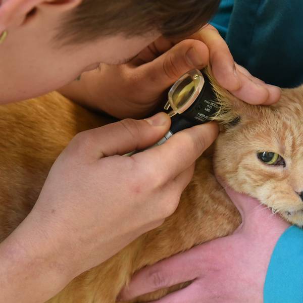 Das Foto zeigt, wie eine Tierärztin mit einem medizinischen Gerät eine kranke Katze untersucht.