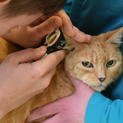 Das Foto zeigt, wie eine Tierärztin mit einem medizinischen Gerät eine kranke Katze untersucht.