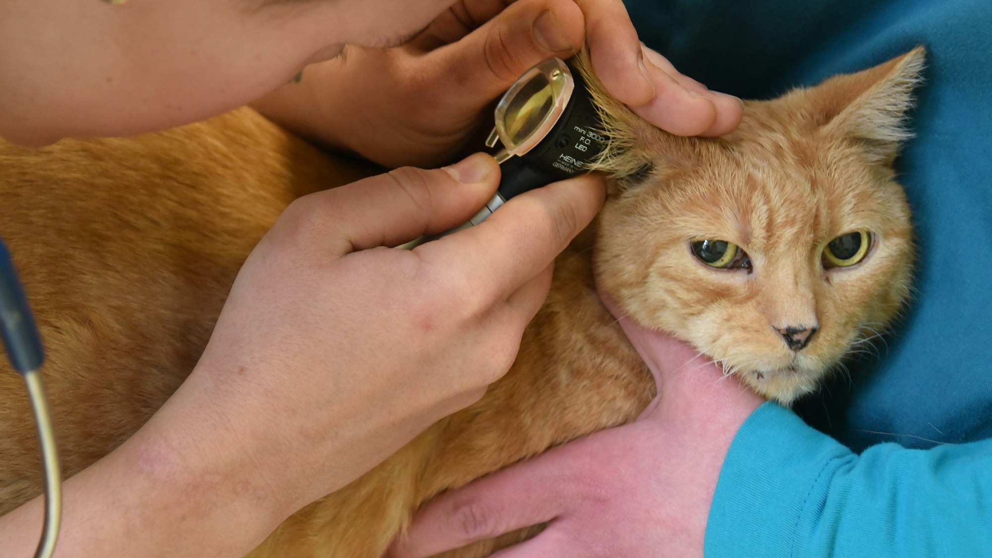Das Foto zeigt, wie eine Tierärztin mit einem medizinischen Gerät eine kranke Katze untersucht.