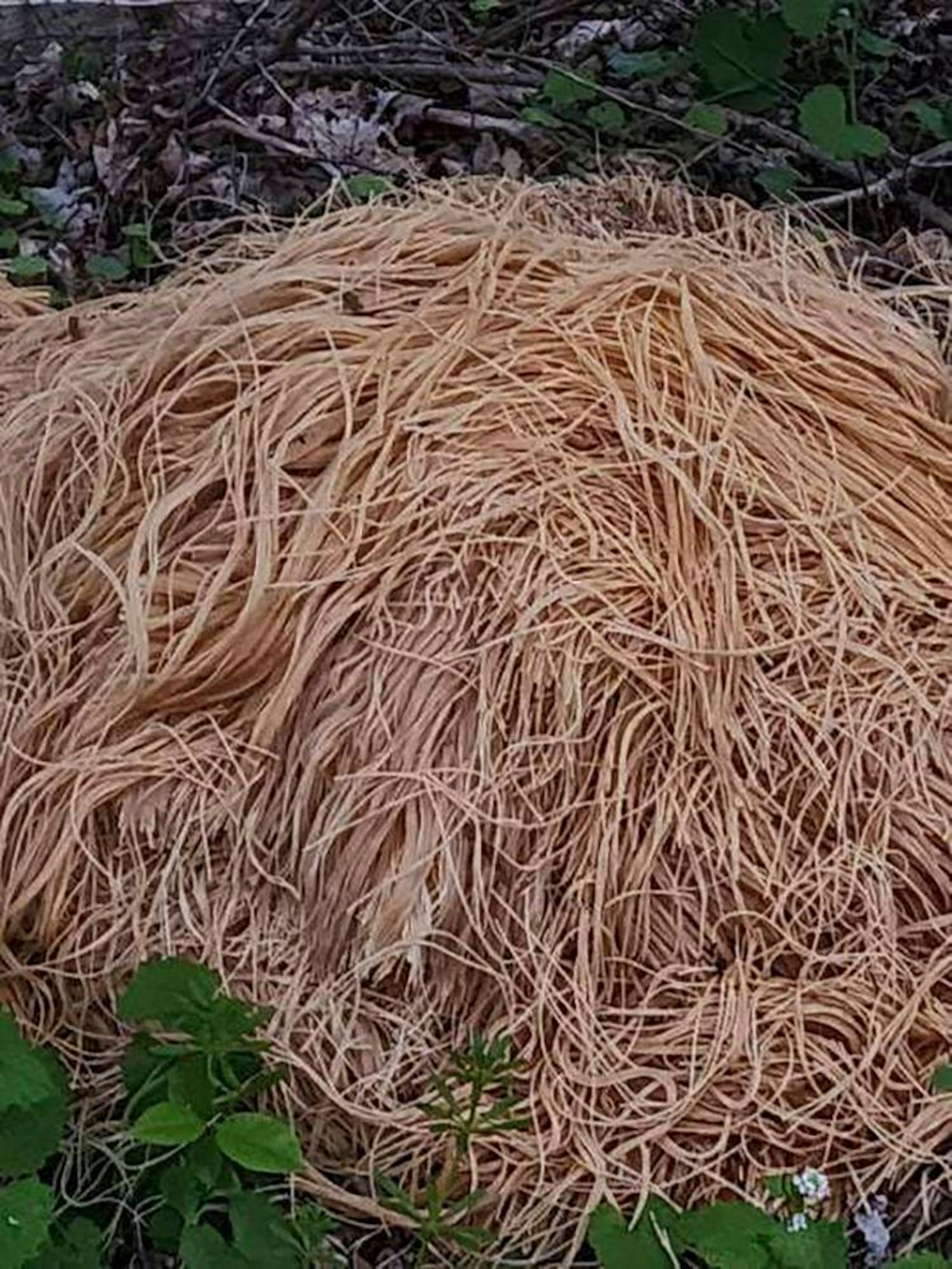 Dieses Bild zeigt Spaghetti in der Nahaufnahme.