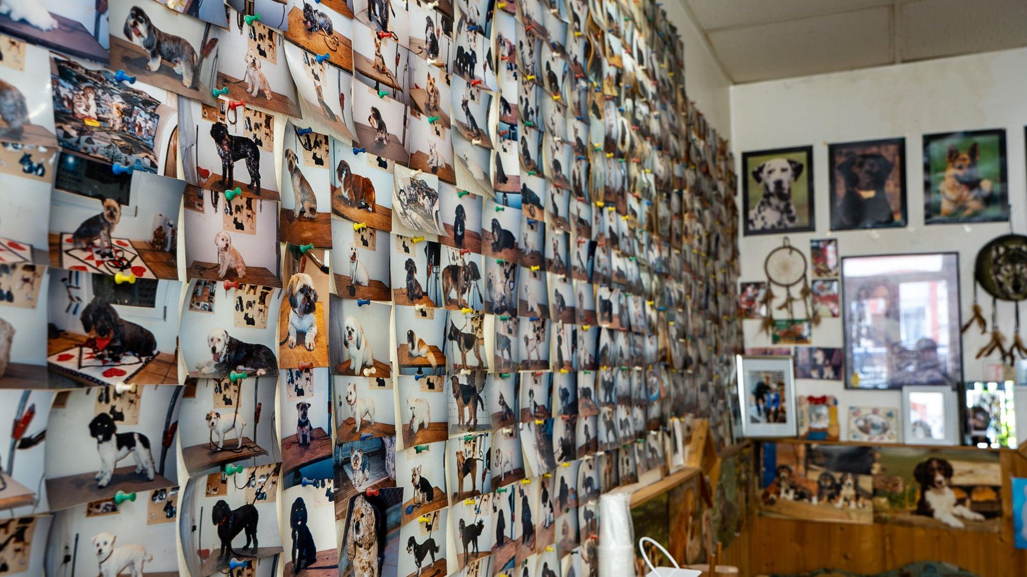 Im Hundesalon Rocky hängen die Wände voller Hundebilder.
