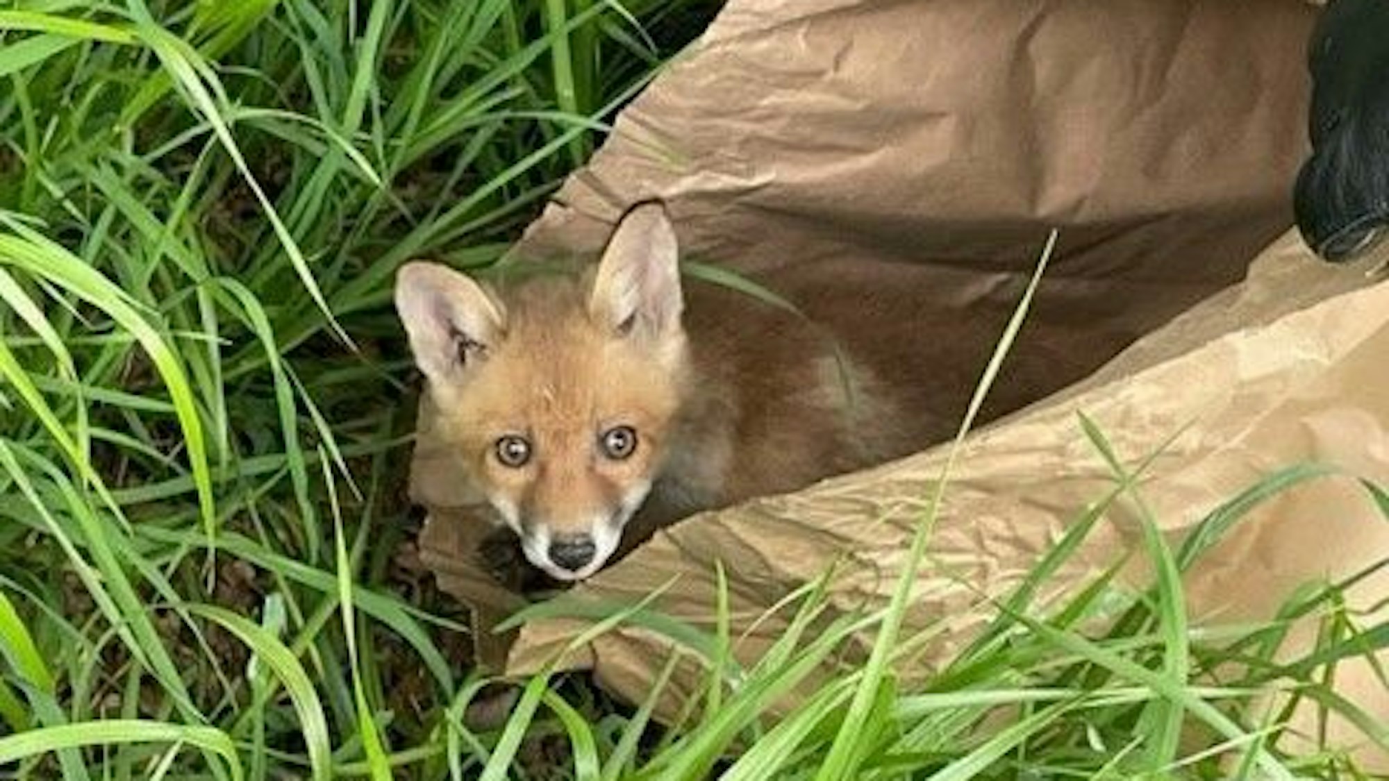 Ein junger Fuchs sitzt in einer Papiertüte auf einer Wiese.