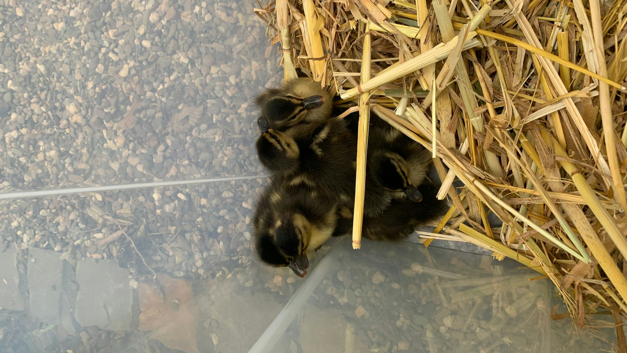 Foto: Gerettete Entenküken