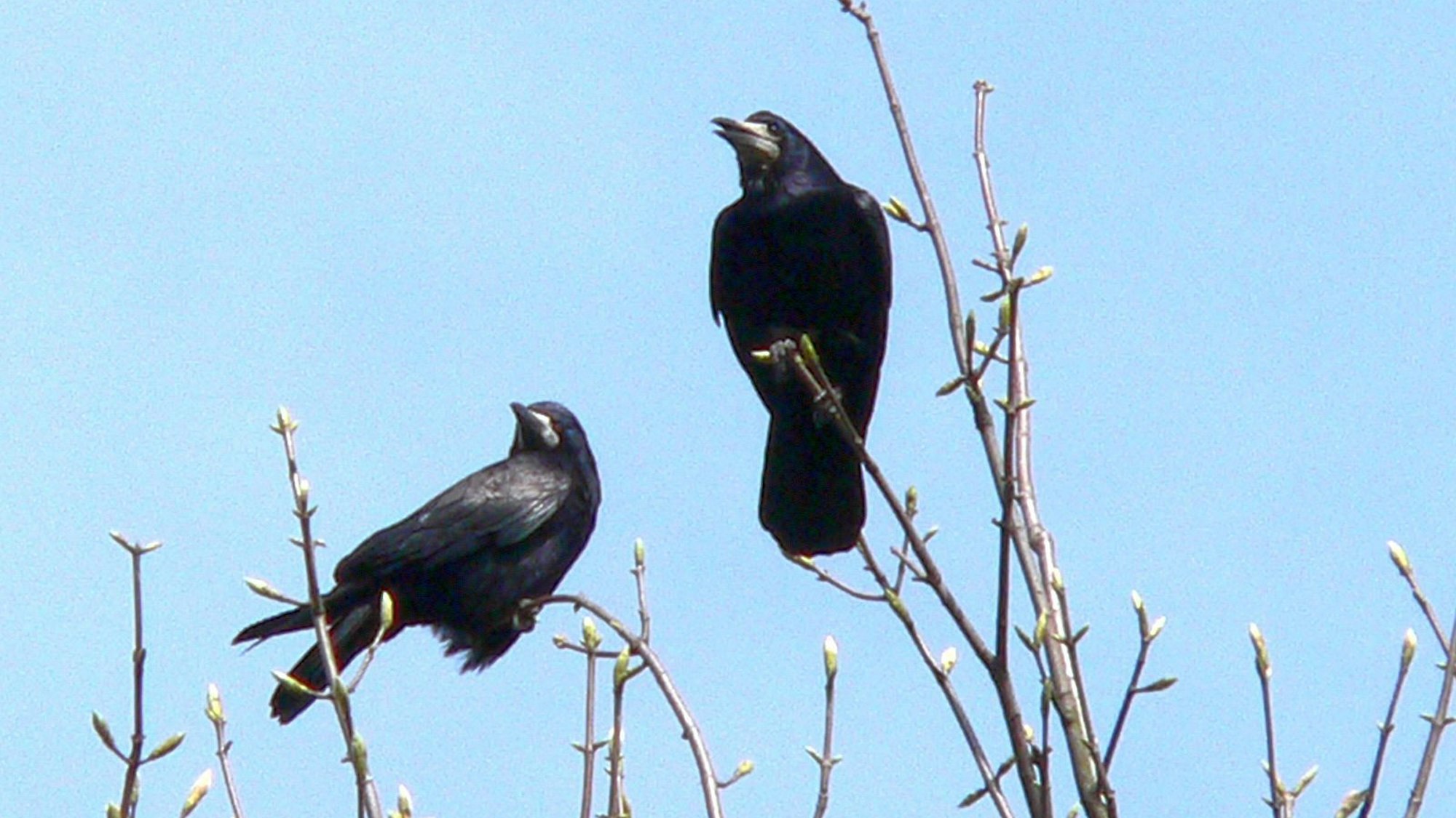 Das Foto zeigt zwei Saatkrähen, die auf Zweigen eines Baumes sitzen.
