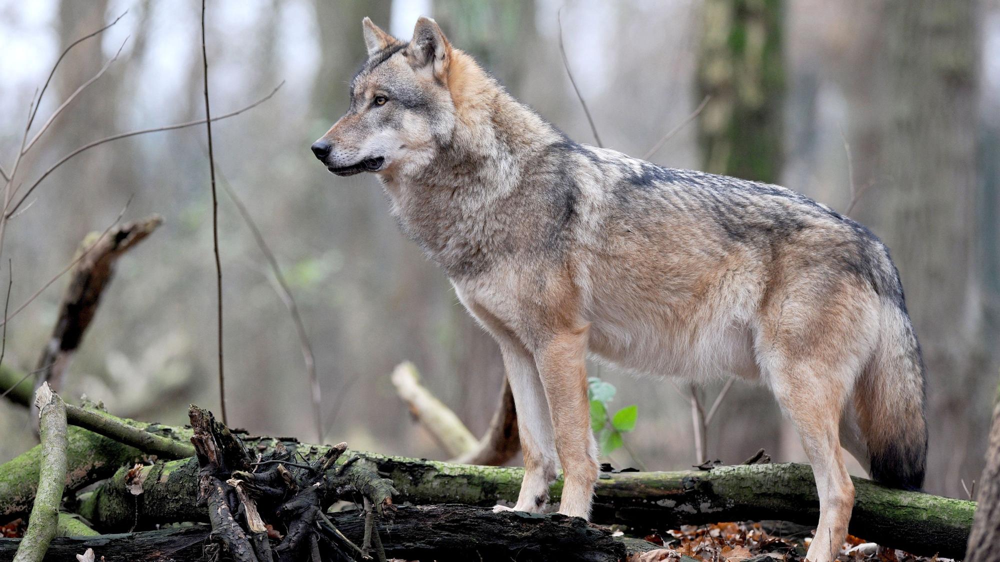 Ein europäischer Grauwolf steht in einem Wald.