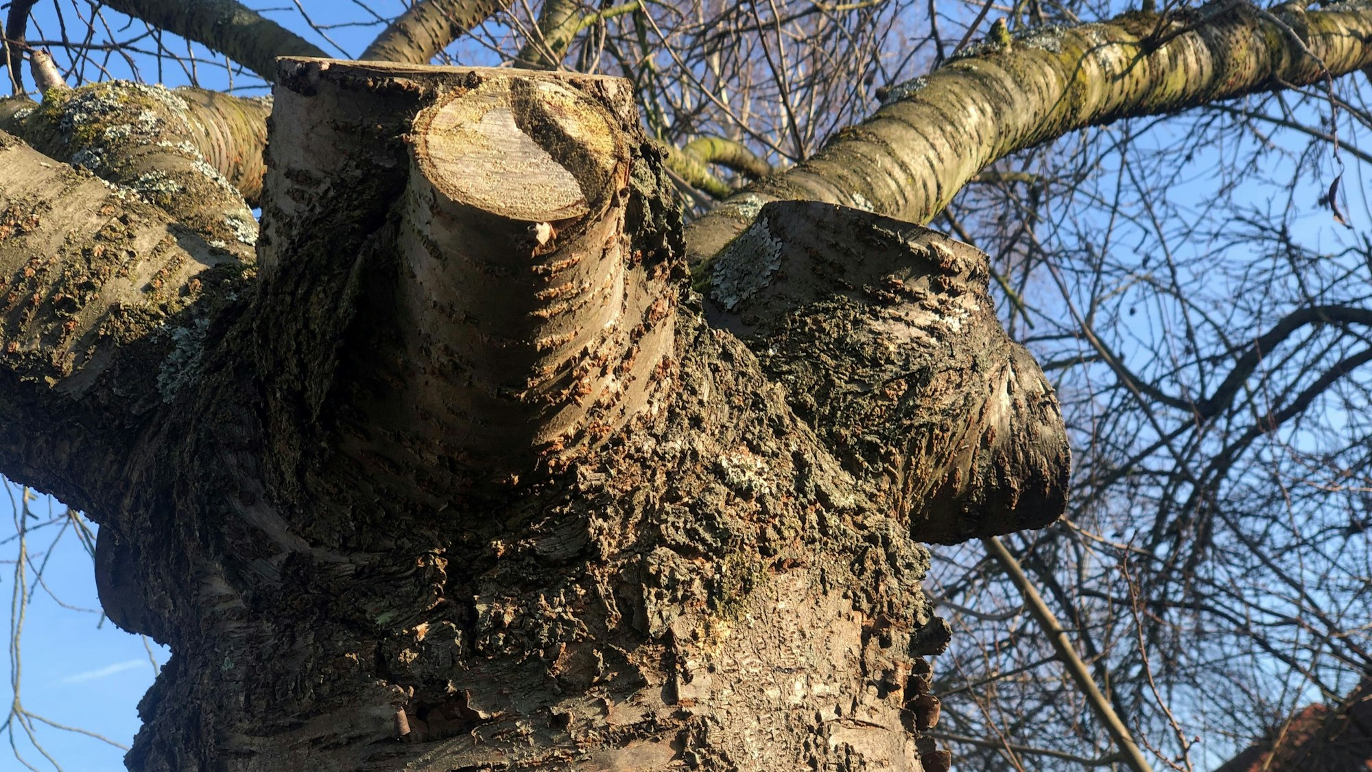 Baum mit entfernten Ästen und einer Plakette