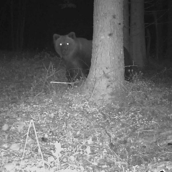 Foto eines Braunbären im bayerischen Landkreis Traunstein, aufgenommen am 7. Mai 2023. Das Tier schaut hinter einem Baum im Dunkeln hervor.