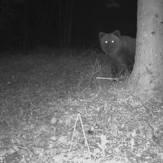 Foto eines Braunbären im bayerischen Landkreis Traunstein, aufgenommen am 7. Mai 2023. Das Tier schaut hinter einem Baum im Dunkeln hervor.
