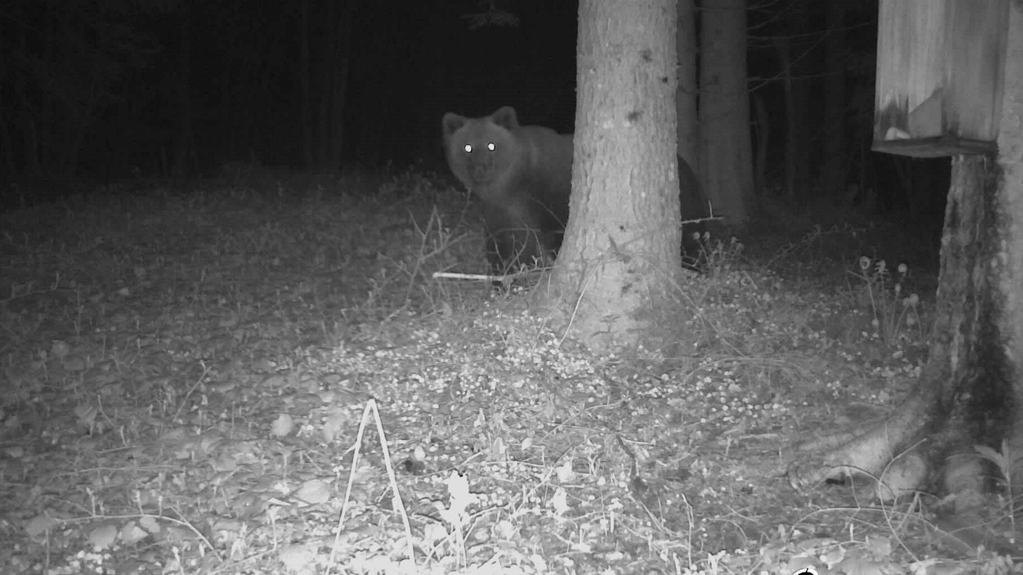 Foto einer Wildkamera im bayerischen Landkreis Traunstein vom 7. Mai 2023. Es ist die erste Braunbär-Sichtung in Bayern im Jahr 2023.