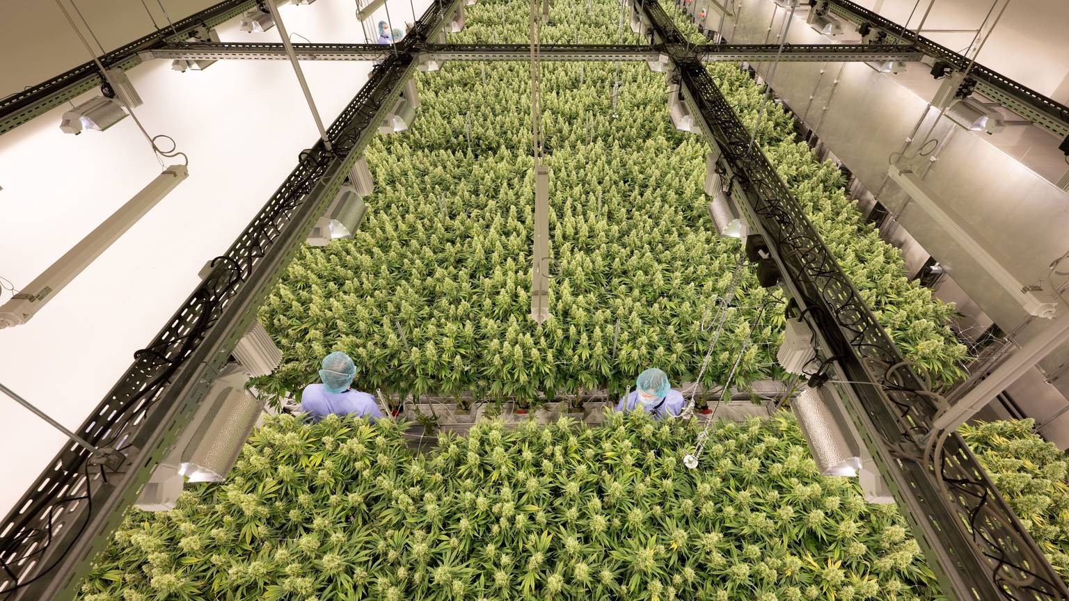 Cannabispflanzen wachsen in einem Blüteraum des Pharmaunternehmens Demecan in Sachsen.