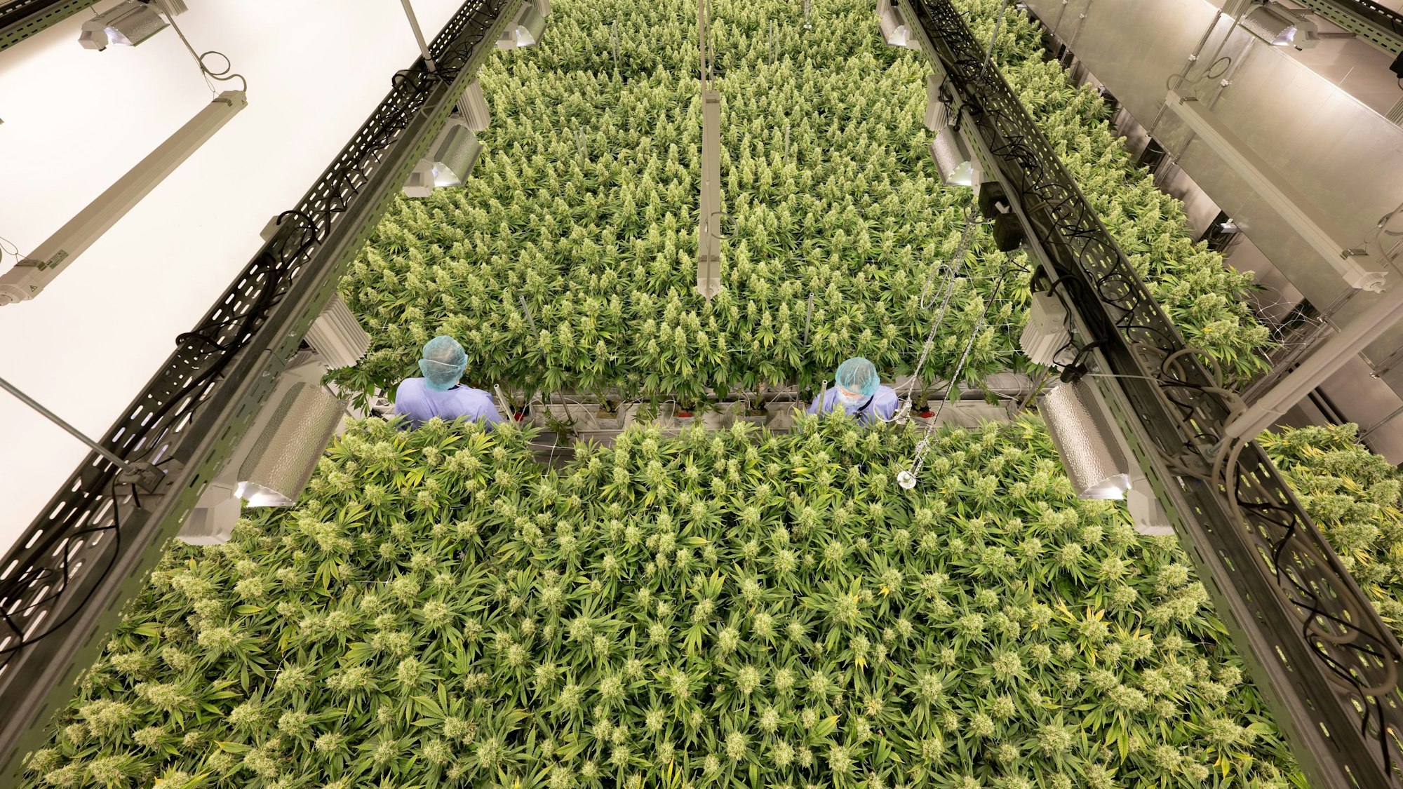 Cannabispflanzen wachsen in einem Blüteraum des Pharmaunternehmens Demecan in Sachsen.