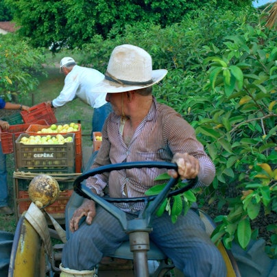 Fairtrade-Bauern bei der Orangenernte.