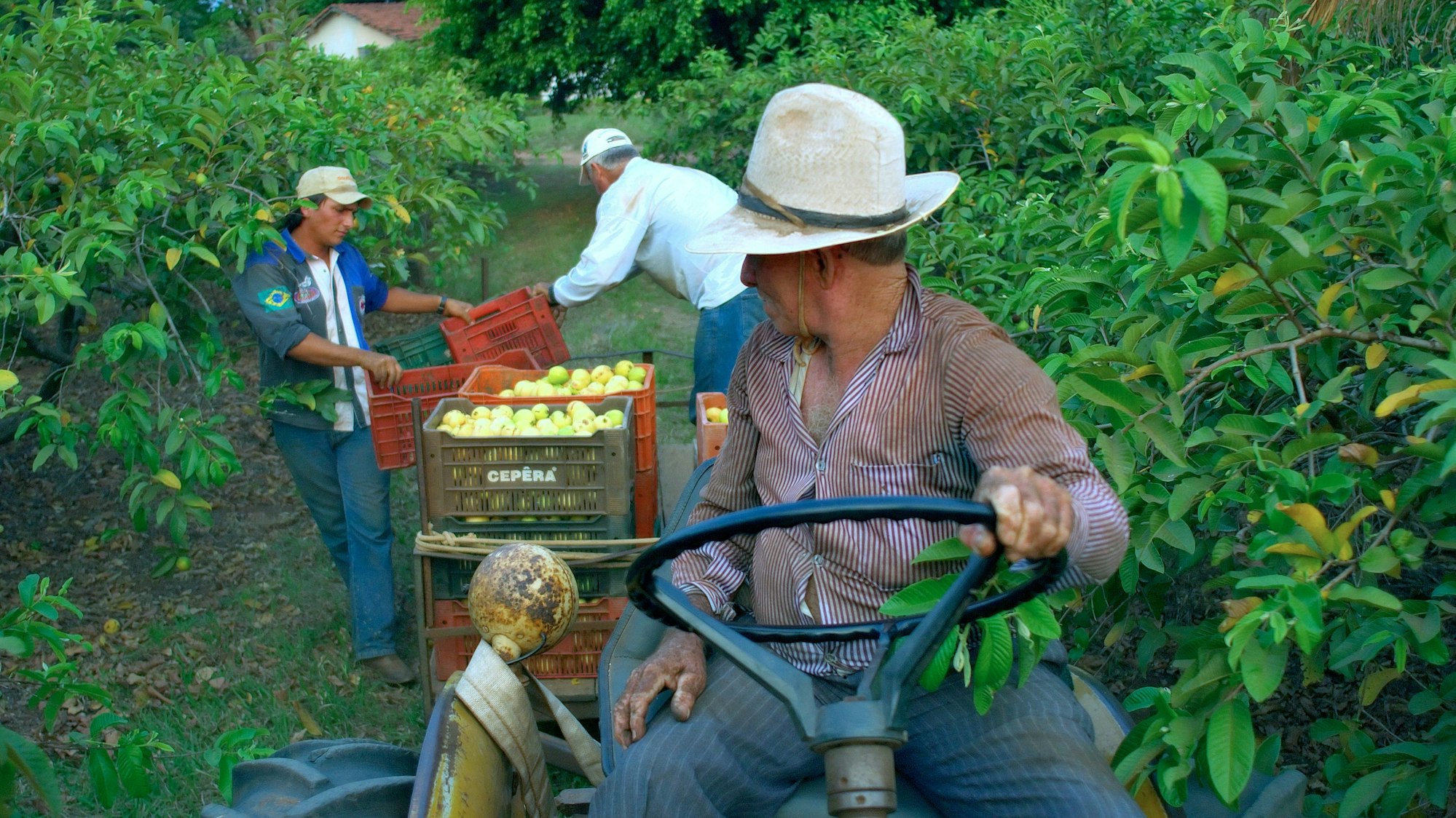 Fairtrade-Bauern bei der Orangenernte.