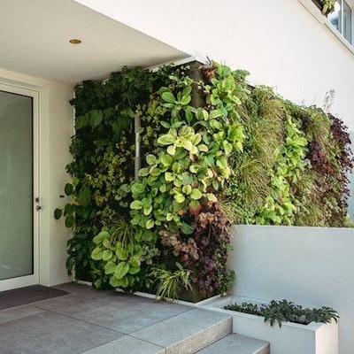 Das Haus der Familie Tarlatt ist eigentlich Bauhaus-ig klar und schlicht – wäre da nicht die aufwändige Fassadenbegrünung.