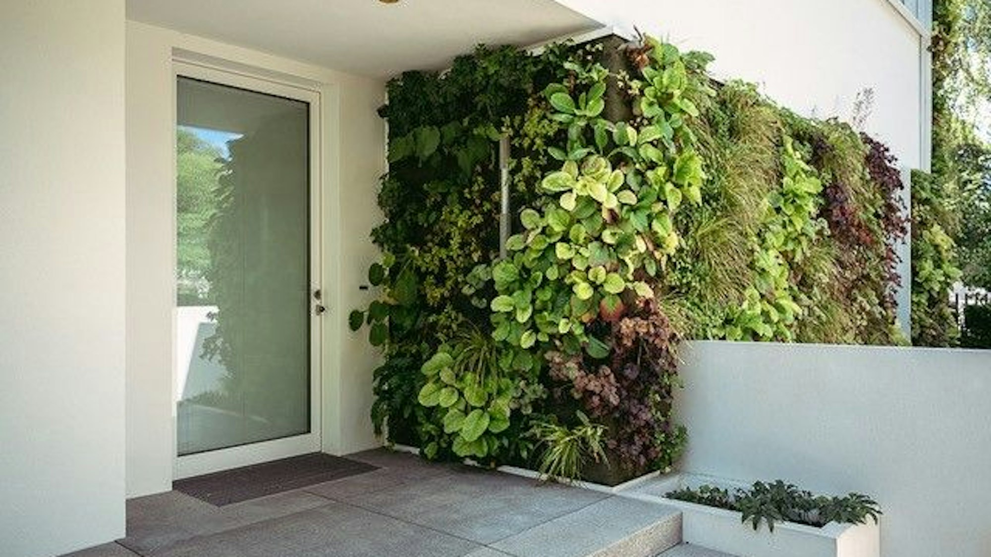 Das Haus der Familie Tarlatt ist eigentlich Bauhaus-ig klar und schlicht – wäre da nicht die aufwändige Fassadenbegrünung.