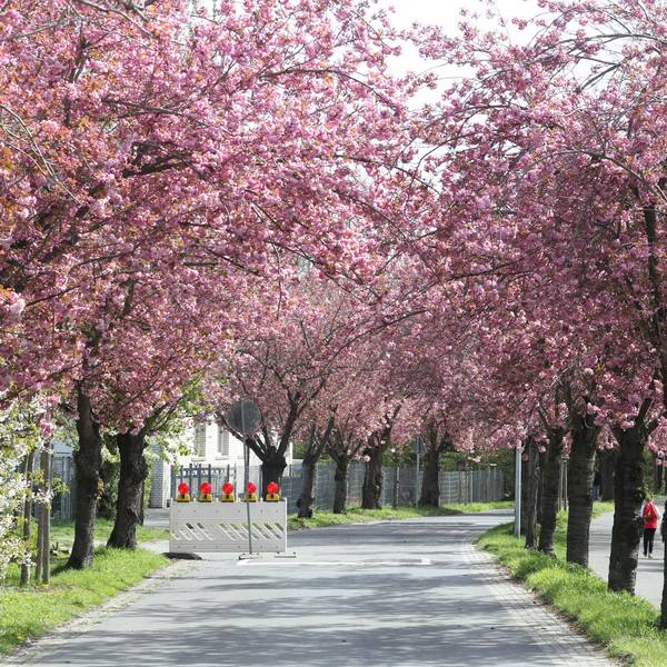 Die Kirschblütenallee in Niederkassel.