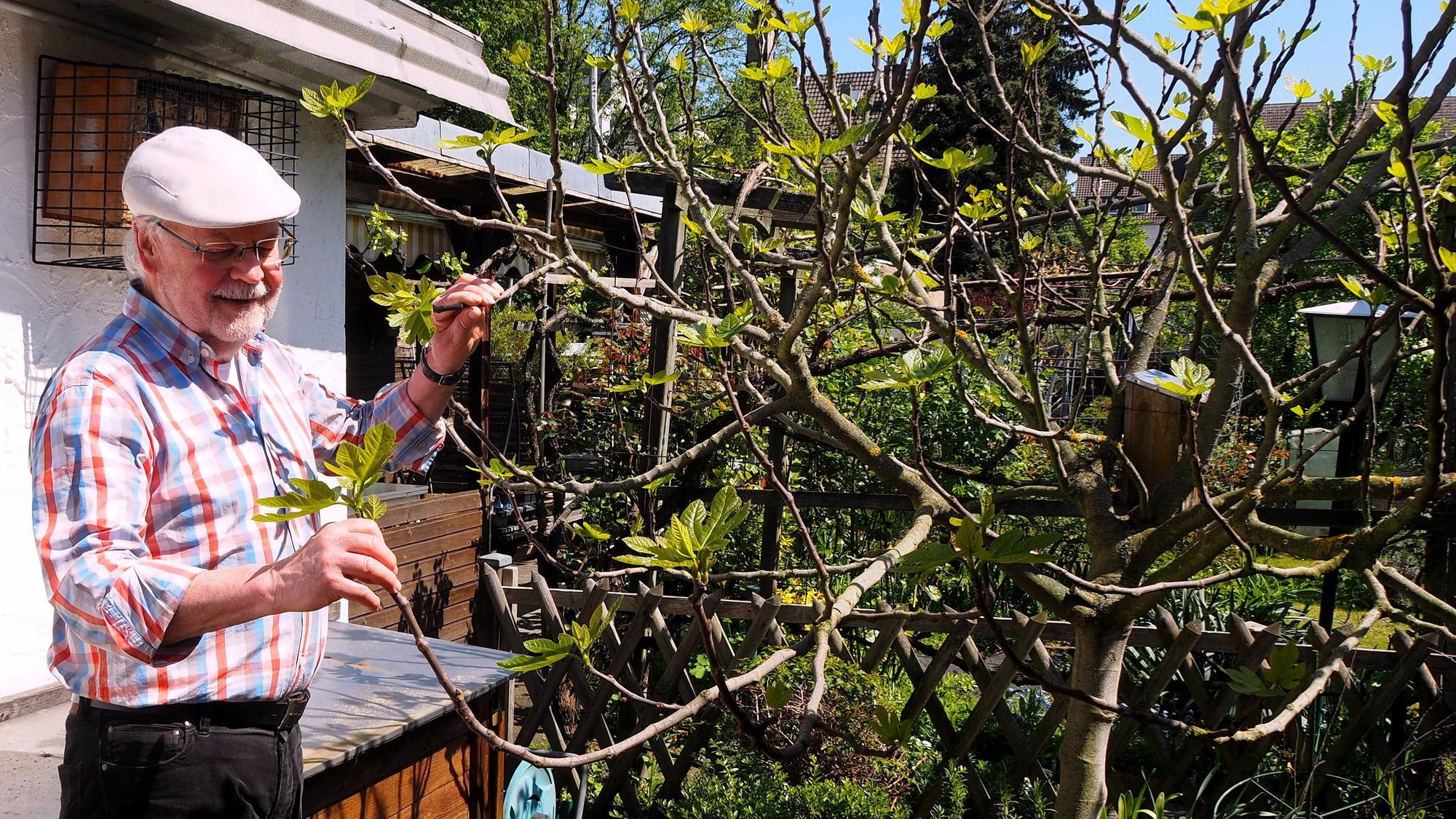 Ein älterer Mann mit Schirmmütze steht neben einem Baum in einem Garten.