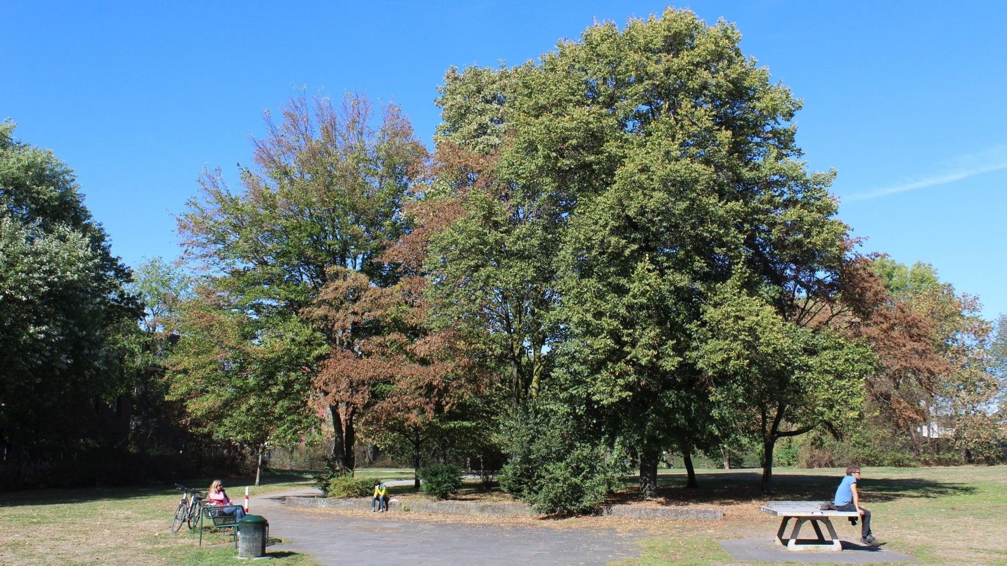 Der Johannes-Giesberts-Park bei Sonnenschein. Foto von Bernd Schöneck