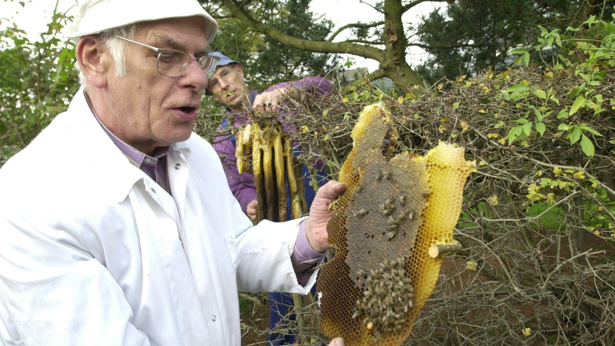 2004: Rettung eines Bienenvolks im Spätherbst, das sich in einer Hecke niedergelassen hatte.
