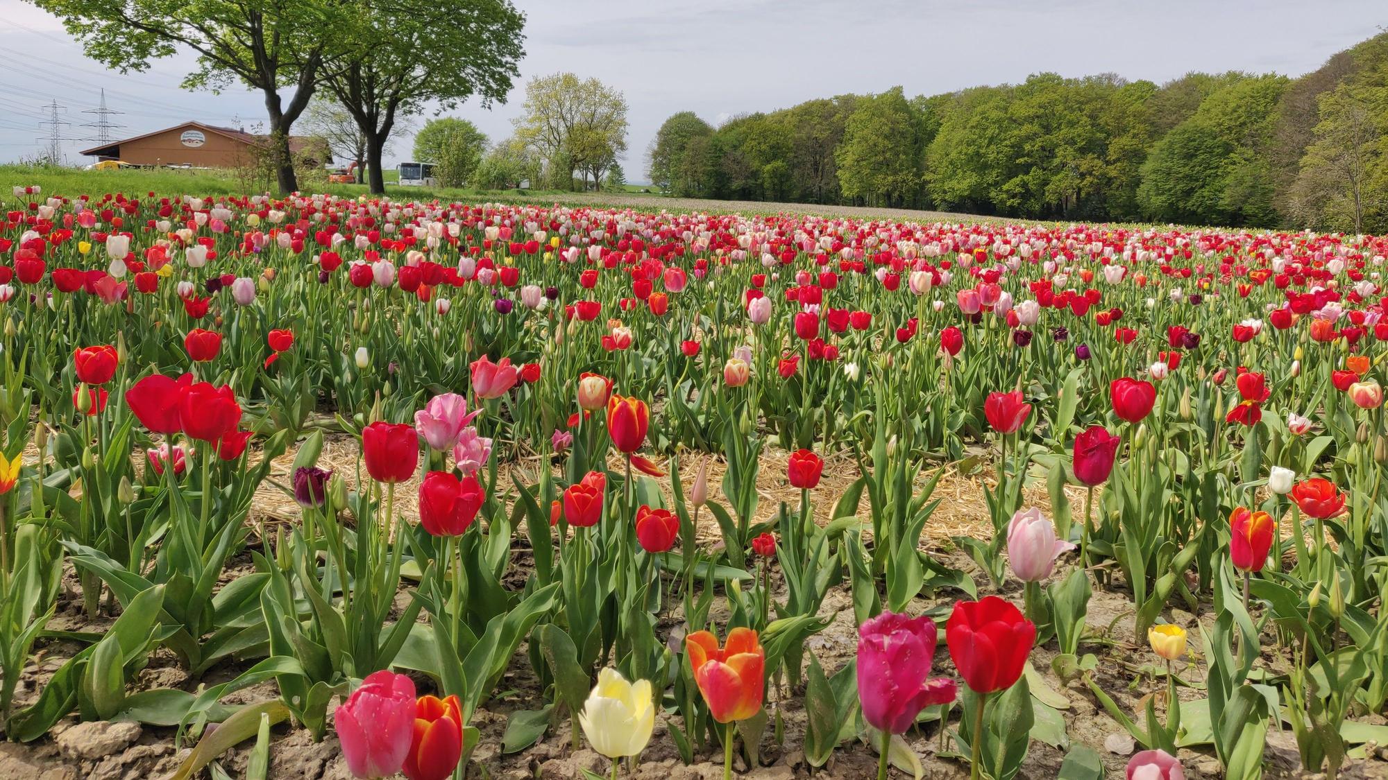Tulpenfeld in Leichlingen-Junkersholz