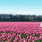 Die acht neuen Briefmarken fallen aus dem Sack des Weihnachtsmanns.