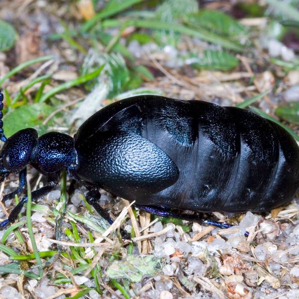 Ein Schwarzblauer Ölkäfer krabbelt über den Boden.