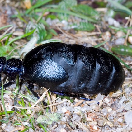 Ein Schwarzblauer Ölkäfer krabbelt über den Boden.