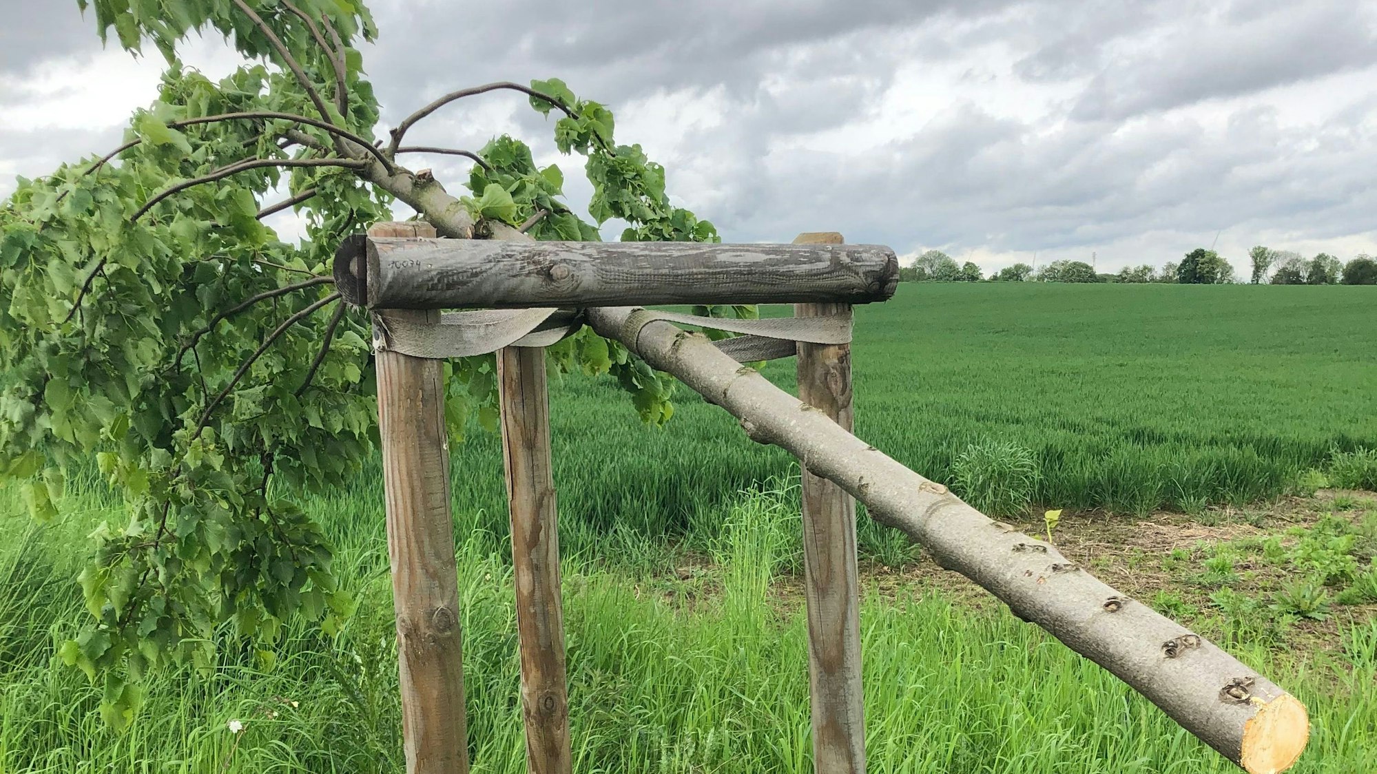 Das Foto zeigt einen der gefällten Jungbäume entlang der K 24 in Pulheim.