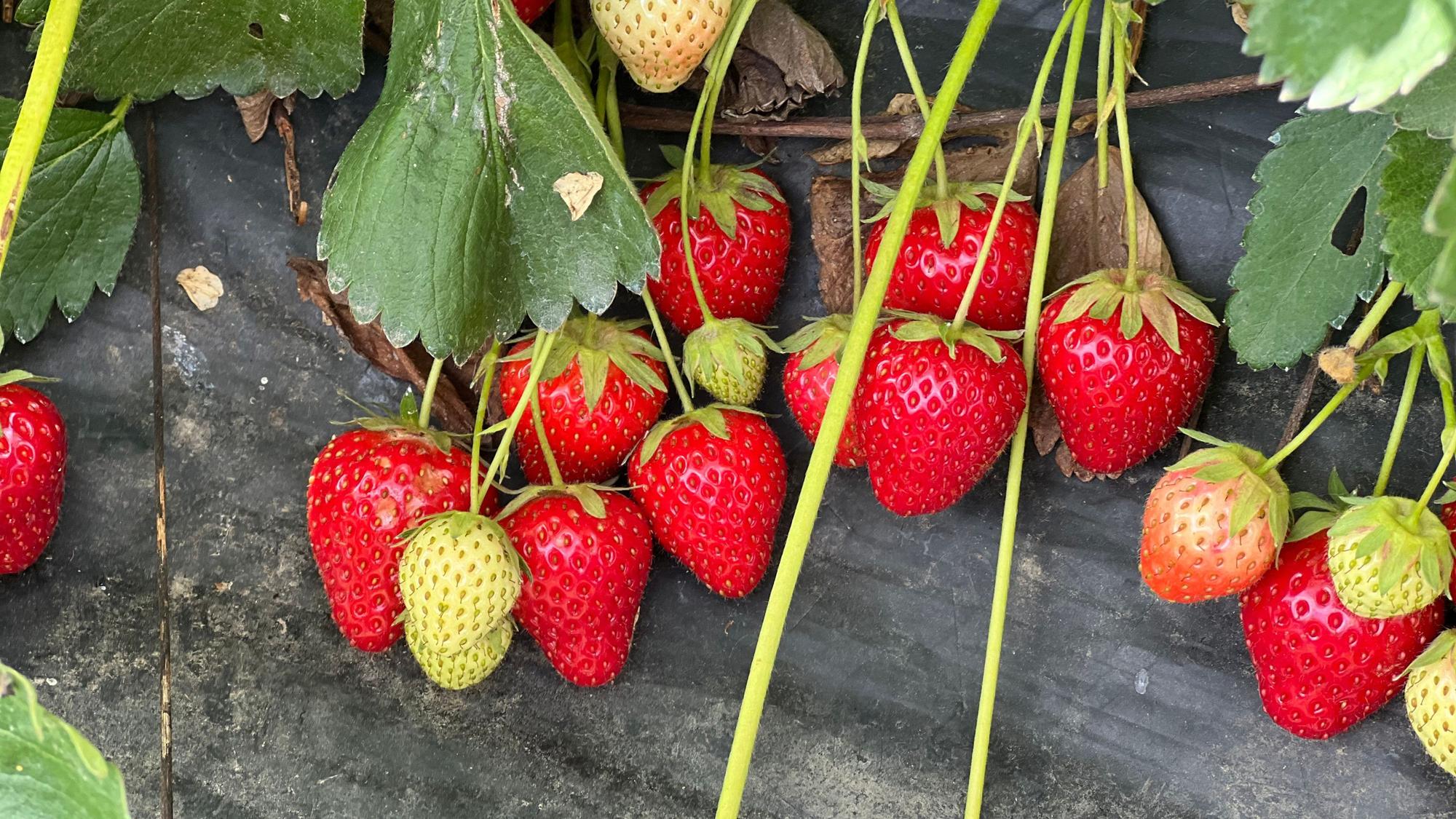 Reife und unreife Erdbeeren an einer Pflanze