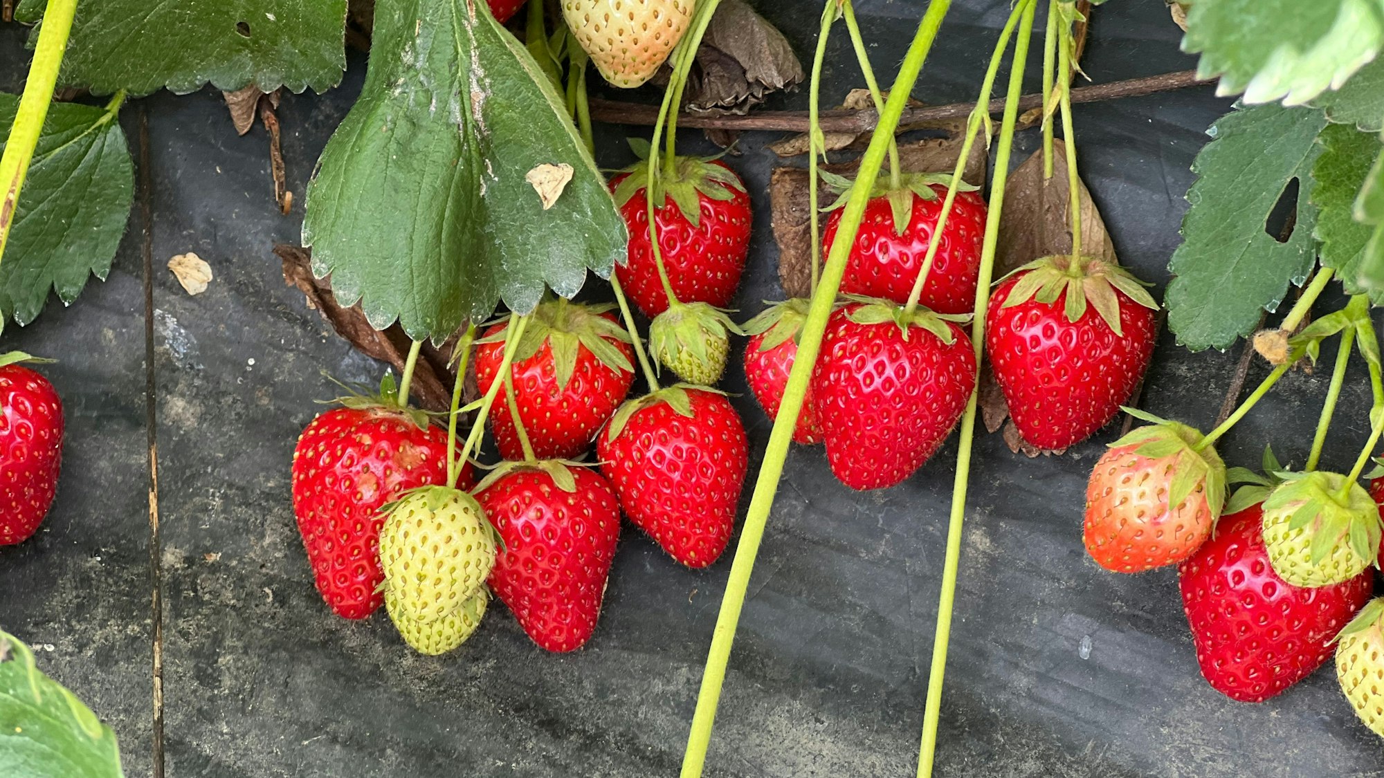 reife und unreife Erdbeeren an einer Pflanze