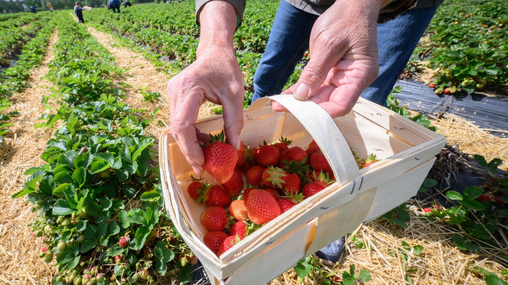 Eine Frau pflückt auf Feldern Erdbeeren.