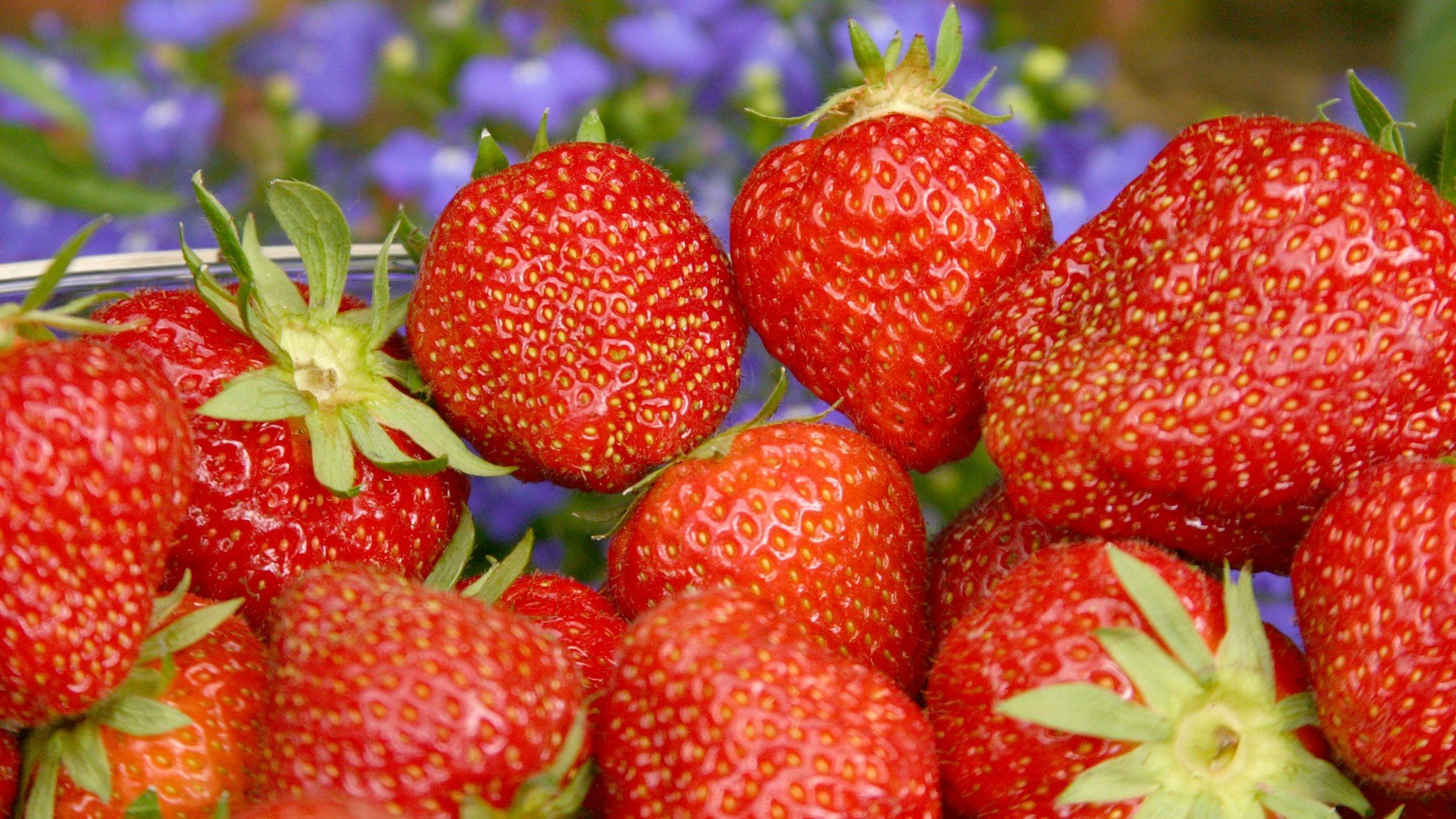 Erdbeerfelder zum Selbstpflücken auf dem Spargelhof Lövenich