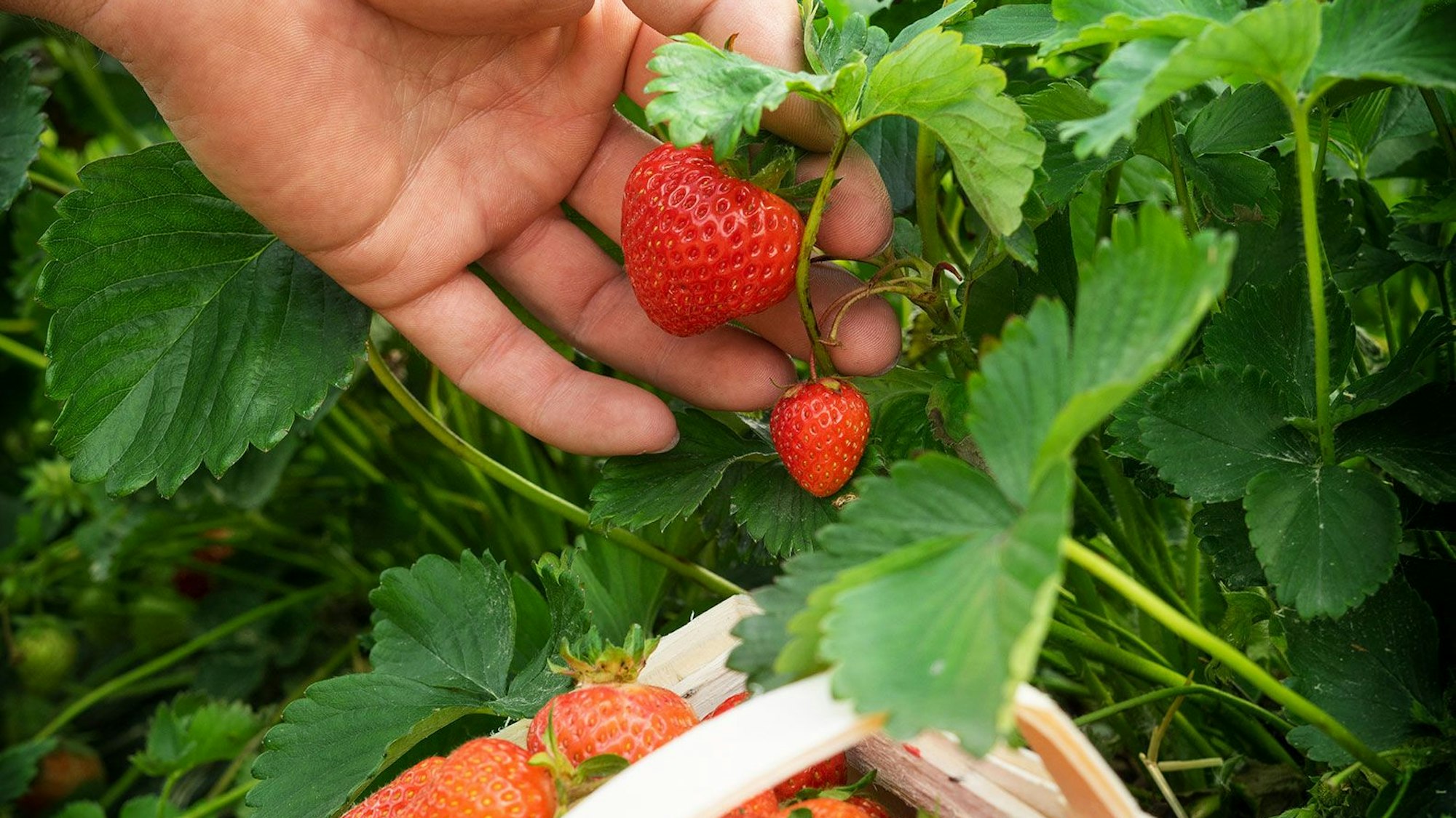Zum Erdbeerhof Damhen gehören drei Erdbeerfelder zum Selbstpflücken