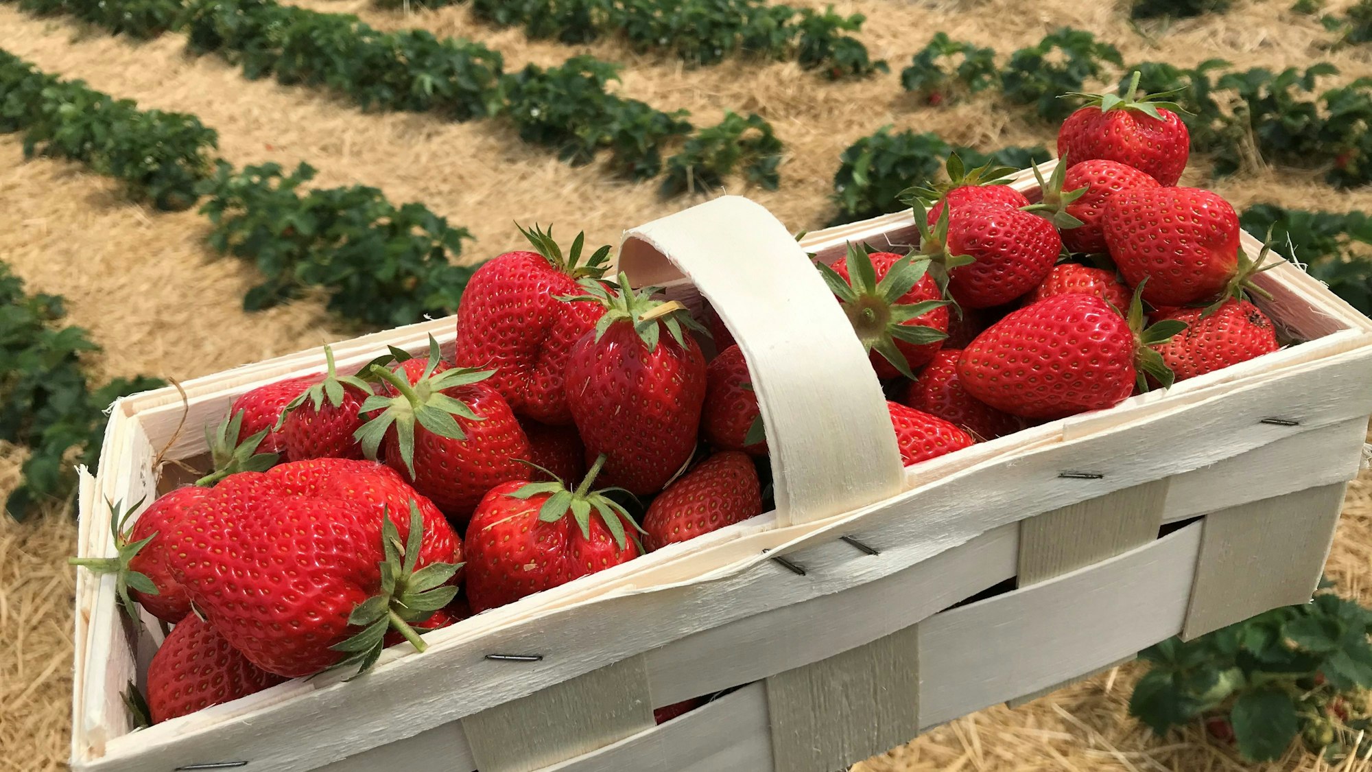 Ein Korb mit Erdbeeren