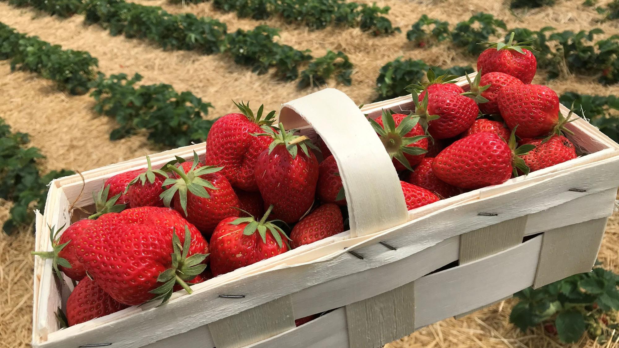 Ein Korb mit Erdbeeren